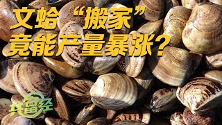 他通过给文蛤“搬家”，成功让文蛤亩产量暴涨1000多斤！让文蛤变大，他有特别的养殖方法！|「共富经」20230611