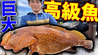 【山復興】イカダの上から特大の超高級魚⁅アコウ⁆が釣れた！！