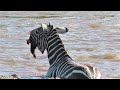 Crocodiles Bite The Face Off Zebra While Crossing Mara River on a Safari in Kenya