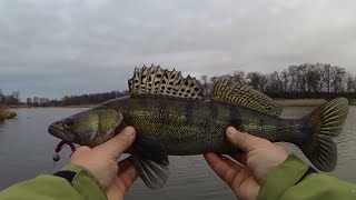 Ловля судака весной на силиконовые приманки в стоячей воде