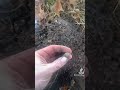 Metal detecting a 1800’s home site! Found GOLD with the equinox 800  ring in the hole!!