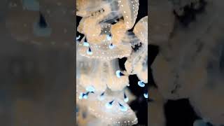 Australian White Spotted Jellyfish With Blue Appendices @medusascience @IMDuarte | Falcon Aquarium