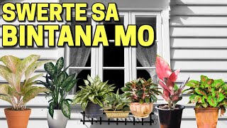 Ganito Pala ang Mangyayari Kapag Naglagay ka ng HALAMANG AGLAONEMA sa Harap ng Bintana