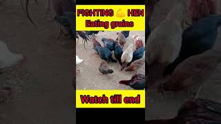 fighting 💪 HENs || EATING GRAINS..#shorts #viral #youtubeshorts #trending