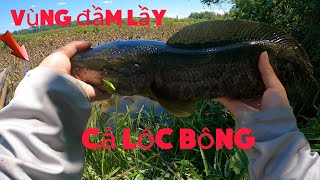 Săn lùng cá lóc bông và những pha táp mồi điên rồ. #snakeheadfishing #câucá #câulóccáởMỹ #kepalaular