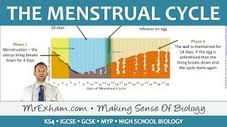 The Menstrual Cycle - GCSE Biology (9-1)