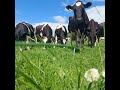 The opportunities for dairy farmers to improve their environmental footprint