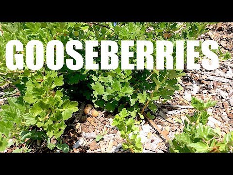 What can I plant next to gooseberries?
