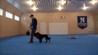 Astro (Labradoodle) Video of a fully trained dog.