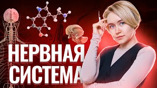 Нервная система: виды рефлексов, опыты Павлова, торможение рефлексов | Биология ОГЭ | Умскул