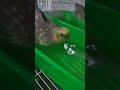 Yong cockatiel mo MAHILIG MALIGO #cockateil #love #video #birds #parrot #pets #birdslover #fly