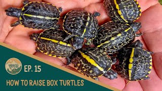 EP15: How to Raise Baby Box Turtles! (Water Method)