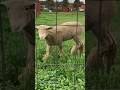 Cute Goats II Very Cute Goat Sounds II Goat Sounds Embek #shorts #viral #funny goats