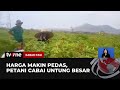 Harga Cabai Meroket, Petani Meraup Untung Besar | Kabar Pagi tvOne