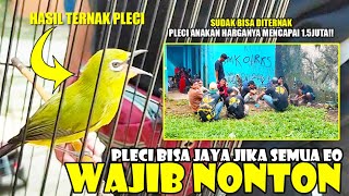 HARGA ANAKAN PLECI JUTAAN!! PERLU DI DUKUNG SEMUA EO!!