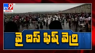 Huge crowd gathers to collect fish swept into Parvathi Barrage - TV9