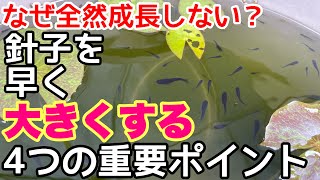 メダカの針子を早く大きくする4つの重要なポイント！針子が大きくならない原因は？メダカ睡蓮ビオトープ