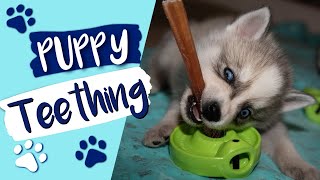 Puppy Teething and Biting - How To Help Your Dog During Teething Stages