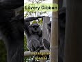 GIBBON SOUND EFFECTS - Silvery Gibbon #short #shorts