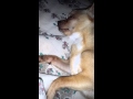 Chihuahua durmiendo