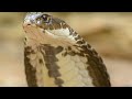 King Cobra Taking Shower | Viral Video #shorts #kingcobra