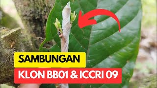 Perkembangan Sambungan BB 01 Dan ICCRI 09 Pada Pohon MCC 02