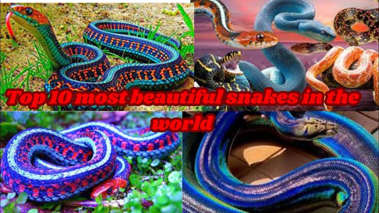 Top 10 Most Beautiful Snakes In The World🐍🐍🐍🐍🐍🐍🐍🐍🐍🐍🐍🐍🐍🐍🐍🐍🐍🐍🐍🐍🐍🐍🐍🐍🐍 ...