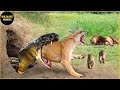 30 Tragic Moments Of Lions When Accidentally Lost In A Snake Den | Animal World