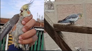 مغامرة غير محسوبة 🦜🦜... عصفور كوكتيل مسكتو.. تعالى نشوف الي حصل...اوطة إمبابة