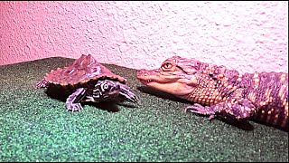 Ambient Soothing Music by - JULIA STILES the Painting Alligator - A Day in the Life