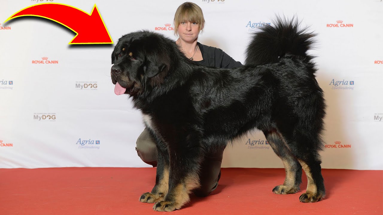 10 Biggest Dogs In The World - YouTube