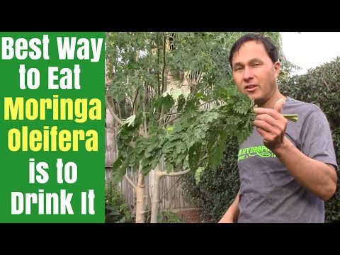 Best Way to Eat Moringa is to Drink It - How to Juice Fresh Moringa Oleifera Leaves Best Way to Eat Moringa is to Drink It - How to Juice Fresh Moringa Oleifera Leaves