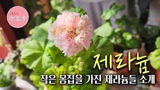 제라늄,몸집이 작은 제라늄.#제품구입은 아래 '더보기'에 있어요