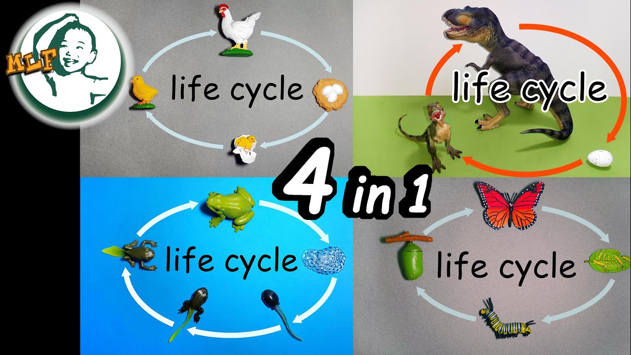 Learn Animal Life Cycle With Toy| Collection 1| - YouTube