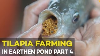 Tilapia Hatchery: Tilapia Pond Based  Hatchery | Agribusiness Tilapia Farming Part 4