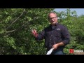 Summer Tree Pruning