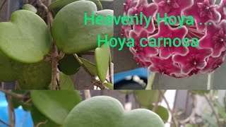 spent wonderful evening with Hoya carnosa