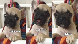 French Bulldog Puppy Calls His Mom **Baby Griffin