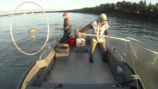 Dip netting reds on the Kenai River