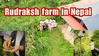 Exploring Rudraksha Farm in mountains of Nepal #rudrakshatree