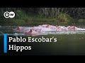 Pablo Escobar's troublesome hippos | Global Ideas