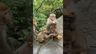 Very amazing funny monkey 🐒 #shorts