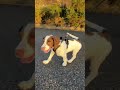 Springer’s First Walk Outside! 🐶🥰 #shorts #puppy #dog