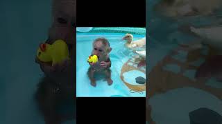 Monkey BiBi happily swims with ducklings #shorts