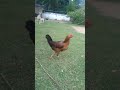 🐔கோழி மேல இவ்வளோ அக்கறையா😂🤣😂🤣 #funny_chicken