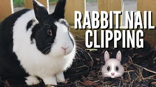 RABBIT NAIL CLIPPING 🐰 dealing with very skittish bunnies lol