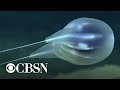 NOAA scientists discover new species of gelatinous marine animal