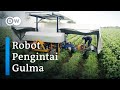 Pertanian Modern Jerman Pakai Robot Pembasmi Gulma