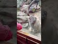 Pallas cat scares child