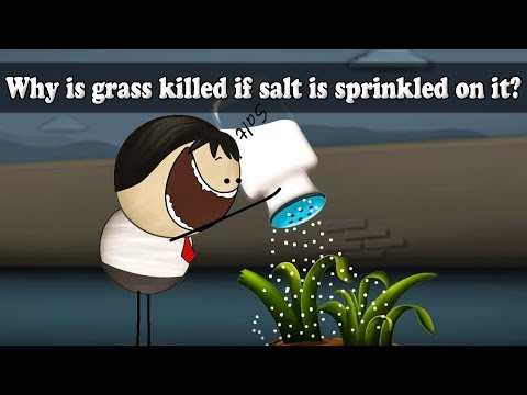 What can be observed when salt is sprinkled on raw vegetables?